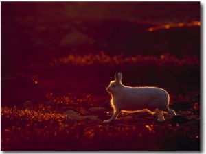 A Snowshoe Hare Outlined in Evening Sunlight