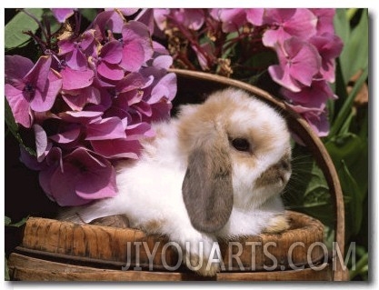 Holland Lop Eared Rabbit in Basket, USA