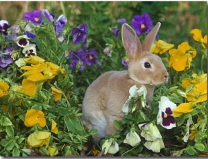 Mini Rex Rabbit, Amongst Pansies, USA