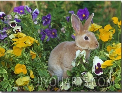 Mini Rex Rabbit, Amongst Pansies, USA