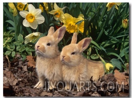 Two Young Palamino Domestic Rabbits, USA