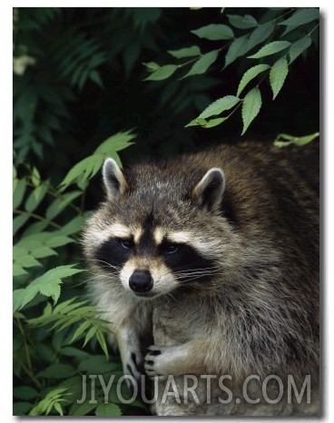 A Captive Raccoon Relaxes on a Rock Surrounded by Lush Foliage