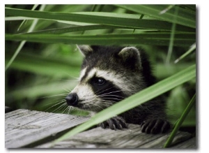 A Raccoon Peers over the Side of a Wooden Dock