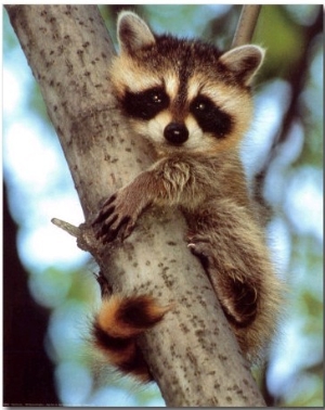 Baby Raccoon