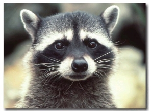 Close up of a Raccoon