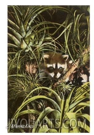 Florida Coon, Pineapples