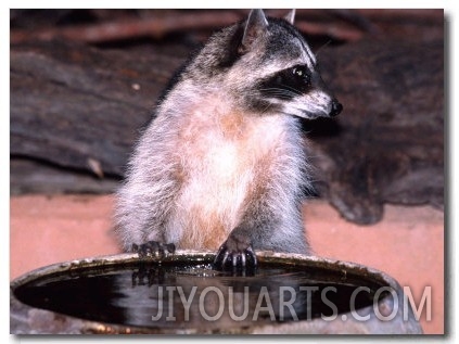 Raccoon at a Water Trough, Arizona, USA