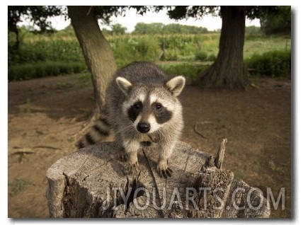 Raccoon at a Wildlife Rescue Member