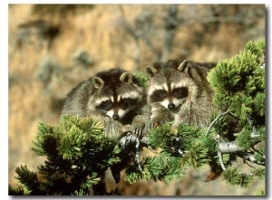 Raccoon, Procyon Lotor Pair in Tree Montana