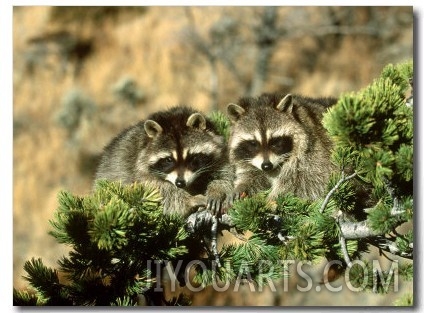 Raccoon, Procyon Lotor Pair in Tree Montana