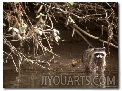 Racoon Walks into Creek for a Drink of Water
