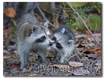 Young Raccoon Kissing Adult, Ding Darling National Wildlife Refuge, Sanibel, Florida, USA
