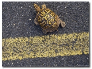 An Eastern Box Turtle Crosses the Potomac Heritage Bike Trail