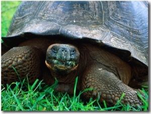 Giant Tortoise in Grassy Highlands at Steve Devine