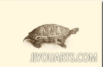 Sepia Turtle I