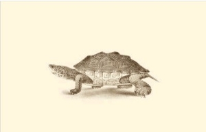 Sepia Turtle II