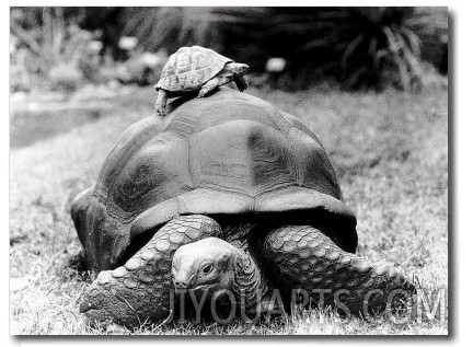 Tank the Giant Tortoise, London Zoo, 180 Kilos, 80 Years Old, on Top is Tiki a Small Tortoise