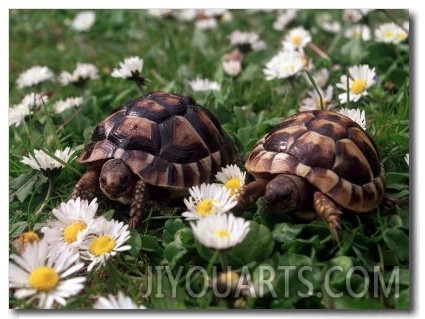 Tortoises in the Flower Beds