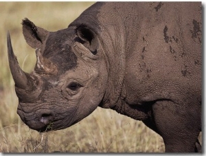 A Close View of a Rhinoceros