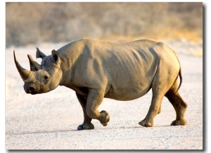 Black Rhinoceros at Halali Resort, Namibia