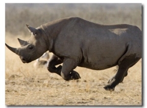 Black Rhinoceros, Running, Namibia