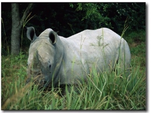 Endangered White Rhinoceroses