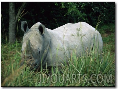 Endangered White Rhinoceroses