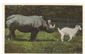 Rhino and Goat, Zoo, Philadelphia, Pennsylvania