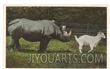 Rhino and Goat, Zoo, Philadelphia, Pennsylvania