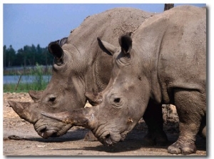 Rhinoceros