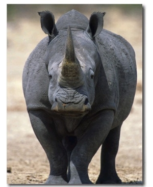 White Rhinoceros, Etosha National Park Namibia Southern Africa