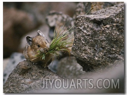 Carrying a Mouthful of Grass, a Pika Balances on a Rock