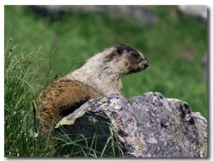 Hoary Marmot (Marmotta Caligata), Banff National Park, Alberta, Canada, North America