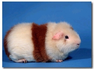 Red and White Rex Guinea Pig