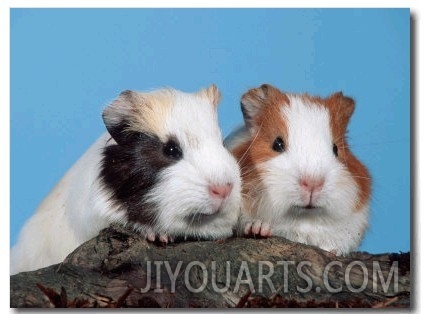 Two Young Guinea Pigs
