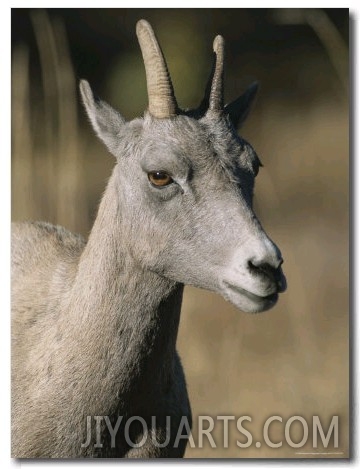 A Close View of a Bighorn Sheep Ewe, Ovis Canadensis