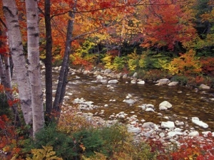 Swift River with Aspen and Maple Trees in the White Mountains, New Hampshire, USA