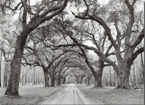 Oak Arches