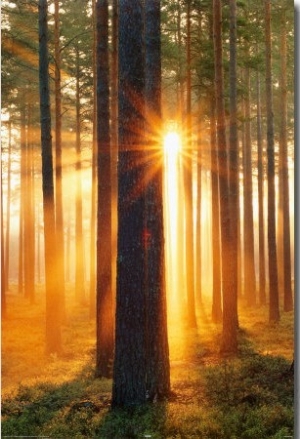 Forest Sunbeams