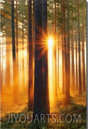 Forest Sunbeams