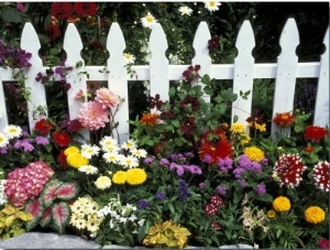 White Picket Fence and Flowers, Sammamish, Washington, USA