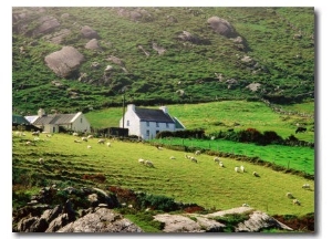 Sheep Grazing Near Farmhouses, Munster, Ireland