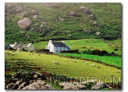 Sheep Grazing Near Farmhouses, Munster, Ireland