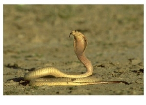 Cape Cobra, Yellow Form, Kalahari Gemsbok National Park, Sa