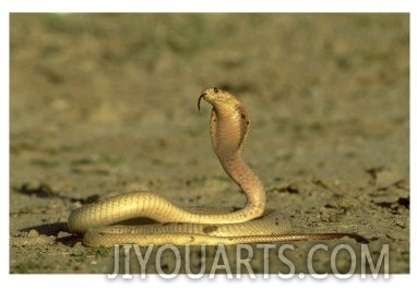 Cape Cobra, Yellow Form, Kalahari Gemsbok National Park, Sa