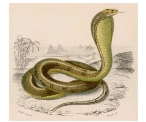 Egyptian or Brown Cobra