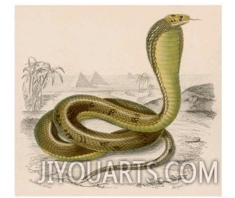 Egyptian or Brown Cobra