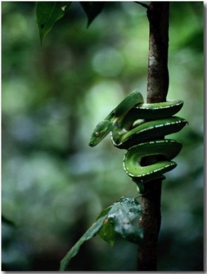 Green Tree Python (Chondropython Viridis)