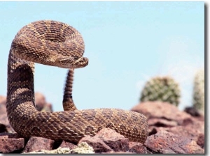 Prairie Rattlesnake (Crotalus Viriduis)