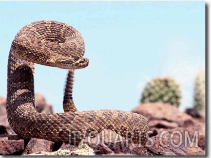 Prairie Rattlesnake (Crotalus Viriduis)